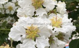 Lagerstroemia-indica-white-flower