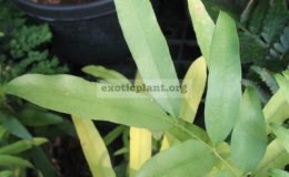 Lepisanthes-fruticosa-white-fruit-Sapindaceae-TF-