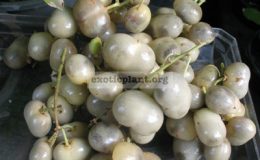 Lepisanthes-fruticosa-white-fruit-Sapindaceae-TF
