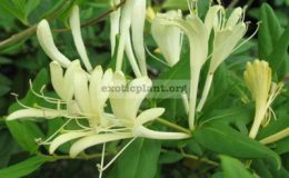 Lonicera-japonica-Caprifoliaceae-