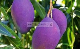 Mangifera-indica-Nam-Doc-Mai-purple-fruit-40-The-ripen-fruit-has-a-yellow-flesh-with-sweet-taste