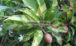 Manikara-achras-yellow-variegated-leaf-750