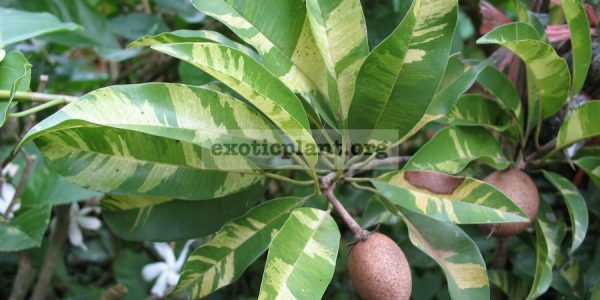 Manikara-achras-yellow-variegated-leaf-750