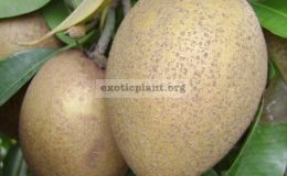 Manilkara-zapota-oval-fruit-30