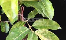 Mimusops-elengi-golden-variegated-leaf-30