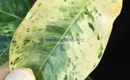 Mimusops-elengi-white-variegated-leaf-30