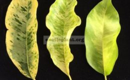 Mimusops-elengi-white-variegated-leafleft-Mimusops-elengi-yellow-variegated-leafwavy-edge-leafcenter-Mimusops-elengi-golden-variegated-leafright