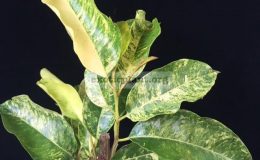 Mimusops-elengi-yellow-variegated-leafwavy-edge-leaf-30