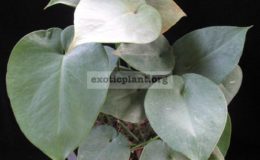 Monstera-sp.-Blue-heart-leaf-30-50-пример-взрослого-растения