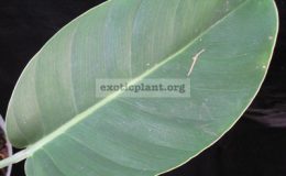 Monstera-sp.-T03-oval-and-blue-leaf-30