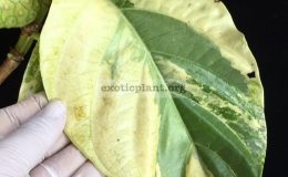 Morinda-citrifolia-yellow-variegatedgrafted-60-