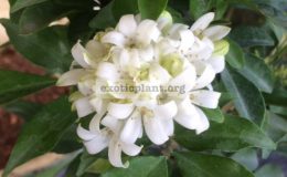 Murraya-paniculata-Snowball-25