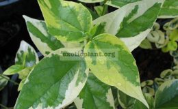 NYCTANTHES-ARBOR-TRISTIS-variegated