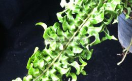 Nephrolepis-exaltata-Spiral-leaf-35-from-the-Philippines.