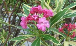 Nerium-oleander-variegated-double-flower