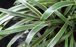 Ophiopogon-jaburan-albomarginataJapan1-1-