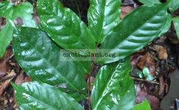 Orophea-enterocarpa-seedling-42-