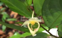 Orophea-enterocarpa-seedling-42
