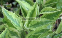 Pedilanthus-Zigzag-Lime-narrow-leaf