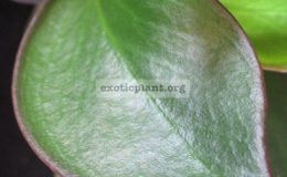 Peperomia-clusifolia-red-margin-leaf-10-