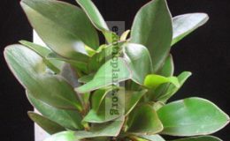 Peperomia-clusifolia-red-margin-leaf-10-e1458417984185