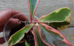 Peperomia-magnoliifolia-