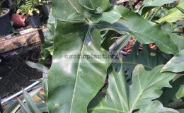 Philodendron-Angela-hybrid1-23-взрослый-лист