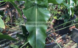 Philodendron-Angela-hybrid2-23-пример-взрослого-листа