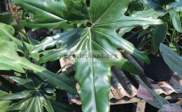 Philodendron-Angela-hybrid3-23-пример-взрослого-листа
