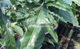 Philodendron-Angela-hybrid4-23-взрослый-лист