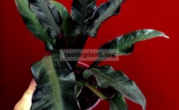 Philodendron-Black-Cardinal-Mutant-75-