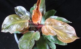 Philodendron-Cherry-Red-Dwarf-1000-