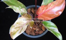 Philodendron-Cherry-Red-variegated-2600-
