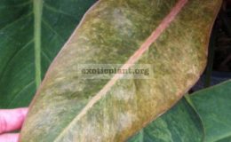 Philodendron-Congo-Red-Mosaic-