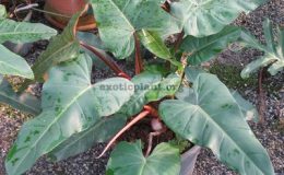 Philodendron-Emerald-Red-L-20