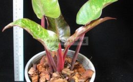 Philodendron-Emerald-Red-Mosaic-2800-1-1