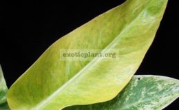 Philodendron-Golden-Spear-1000-