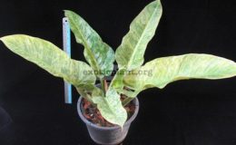 Philodendron-Green-Granito-3500-1-1