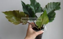 Philodendron-Pin-Amphan-Choco-24