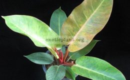 Philodendron-Sunlight-Tricolor-1000-