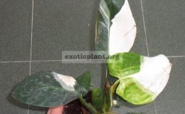 Philodendron-White-Wizard-25-35