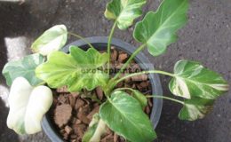 Philodendron-Xanadu-variegatedSmall-leaf-3900-