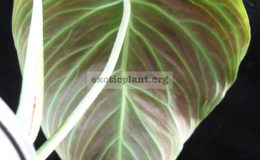 Philodendron-andreanum-x-verrucosum-1-1