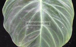 Philodendron-andreanum-x-verrucosum-1-2