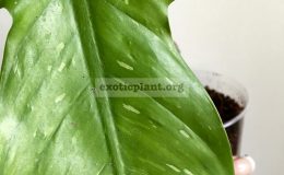 Philodendron-applanatum-variegated-65-