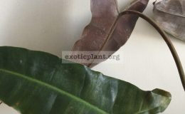 Philodendron-billetiae-black-petiole-30-45-