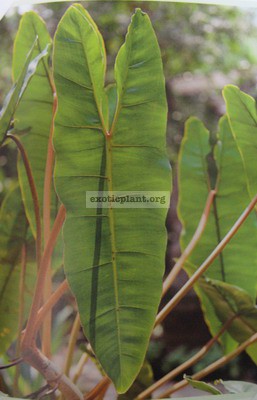 Philodendron-billetiae-orange-petiole