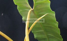 Philodendron-billetiae-yellow-petiole-30-45