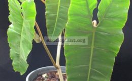 Philodendron-billetteae