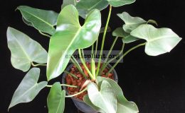 Philodendron-cocovadense